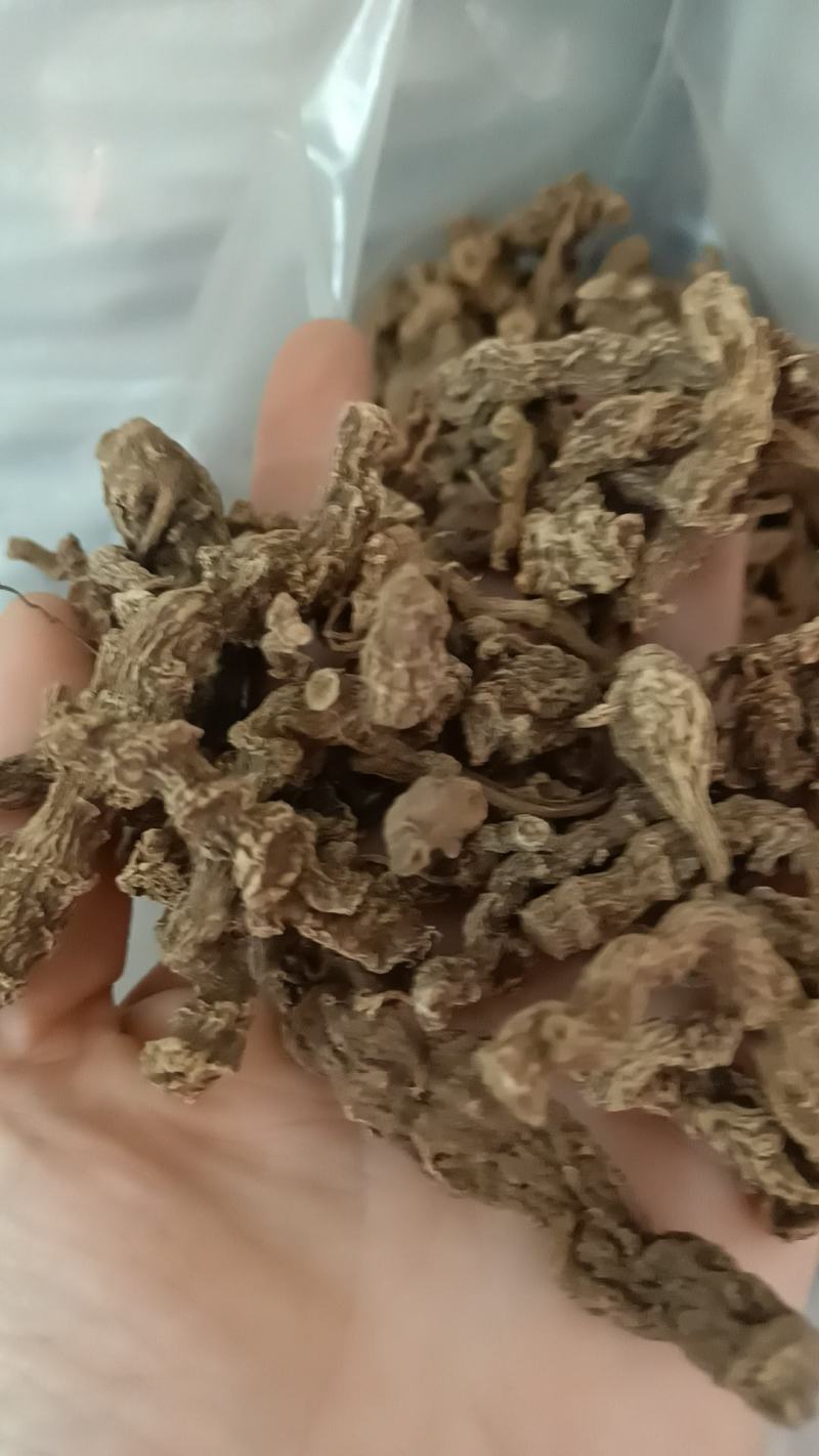野生三七