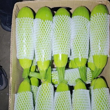 辽宁精品西葫芦大量上市欢迎新老顾客光临