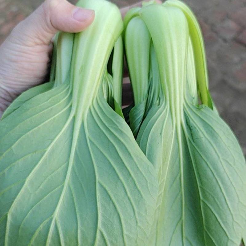 新民上海青大量上市各种包装都有