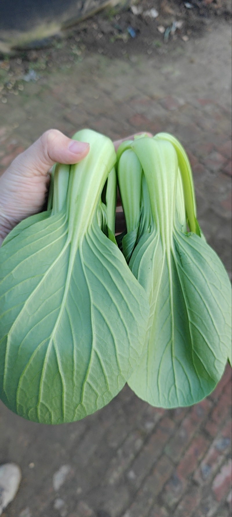 新民上海青大量上市各种包装都有