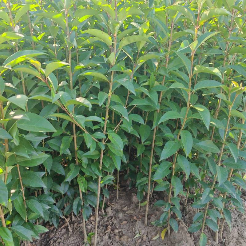 大叶女贞小苗高度60-1米大量现货