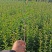 大叶女贞小苗高度60-1米大量现货