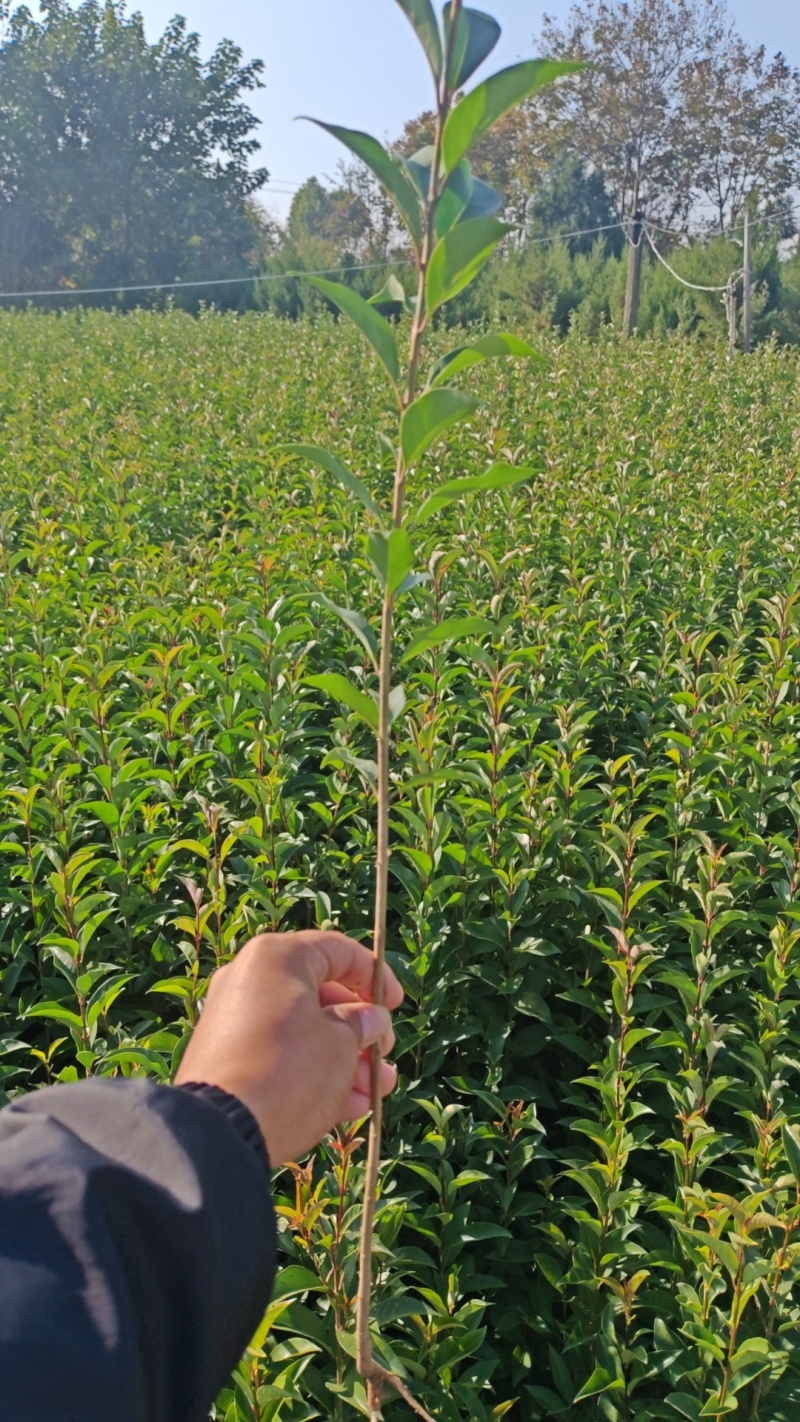 大叶女贞小苗高度60-1米大量现货