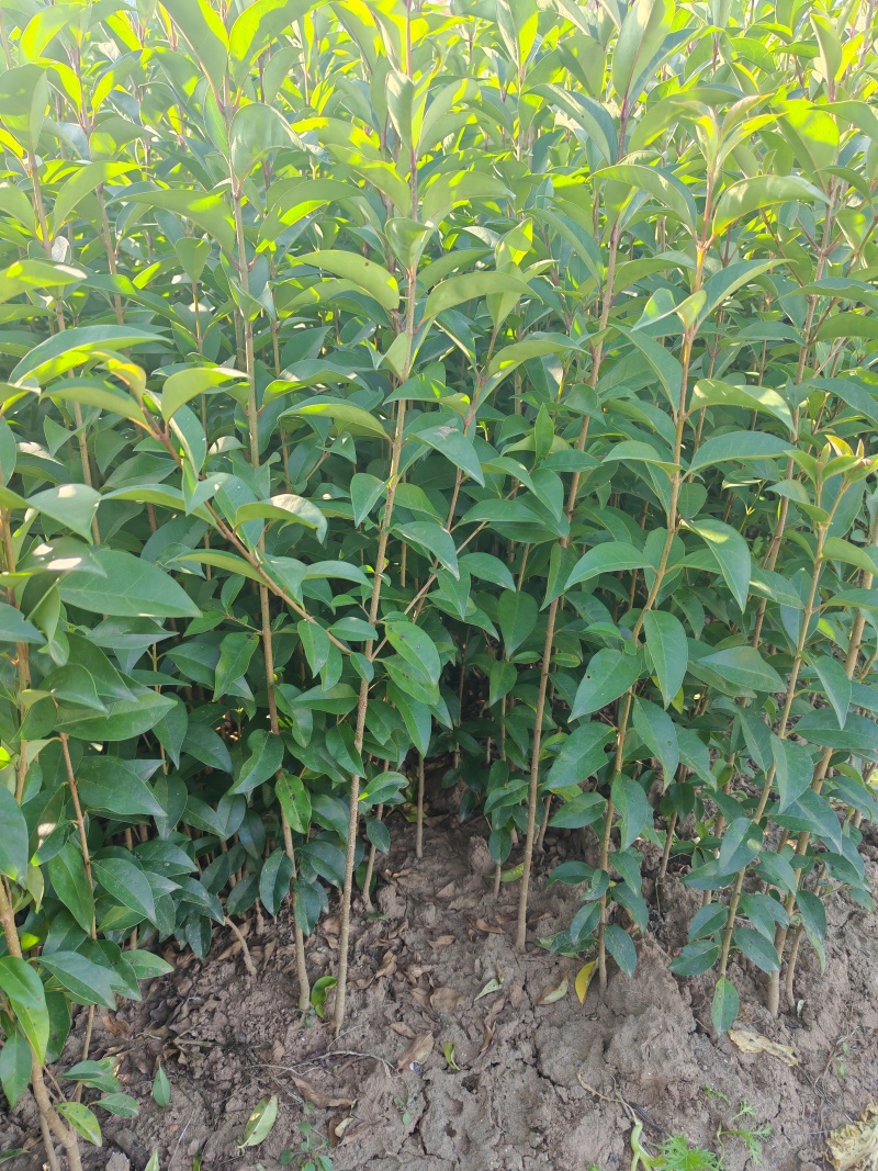大叶女贞小苗高度60-1米大量现货