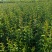 大叶女贞小苗高度60-1米大量现货