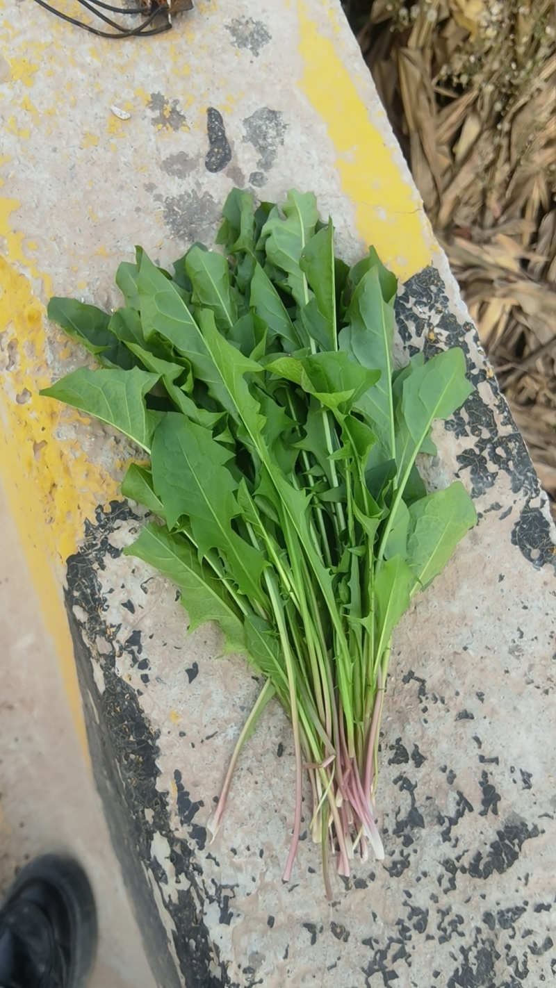 蒲公英鲜菜开始发货产地现挖现发品质保证欢迎来电