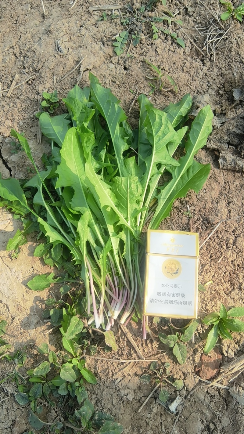 蒲公英鲜菜开始发货产地现挖现发品质保证欢迎来电