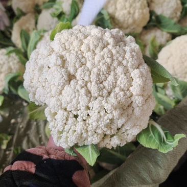松花菜大量上市以80天到100天小米花为主。