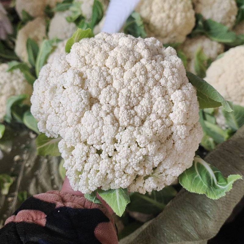 松花菜大量上市以80天到100天小米花为主。