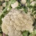 松花菜大量上市以80天到100天小米花为主。