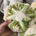 松花菜大量上市以80天到100天小米花为主。