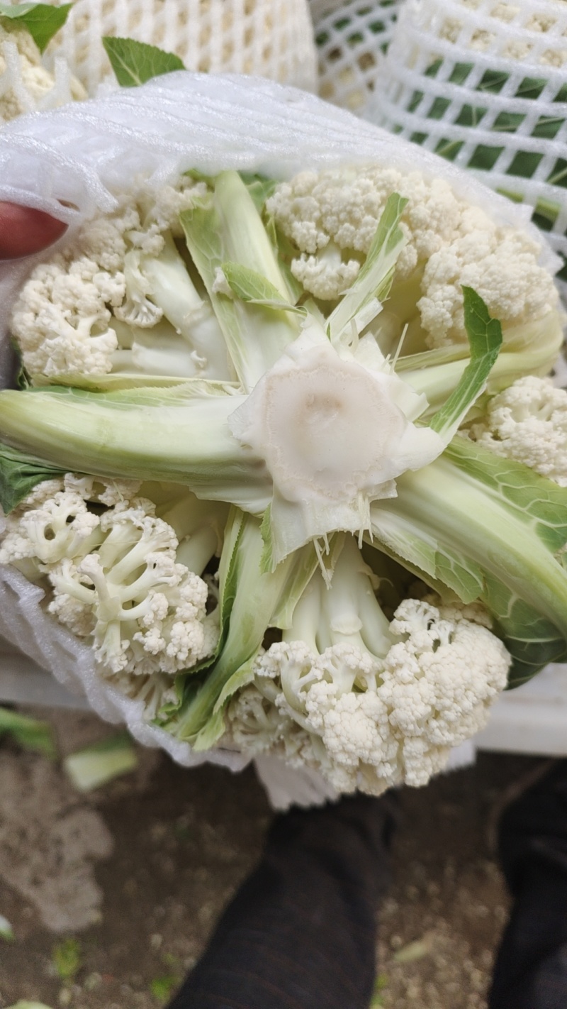 松花菜大量上市以80天到100天小米花为主。