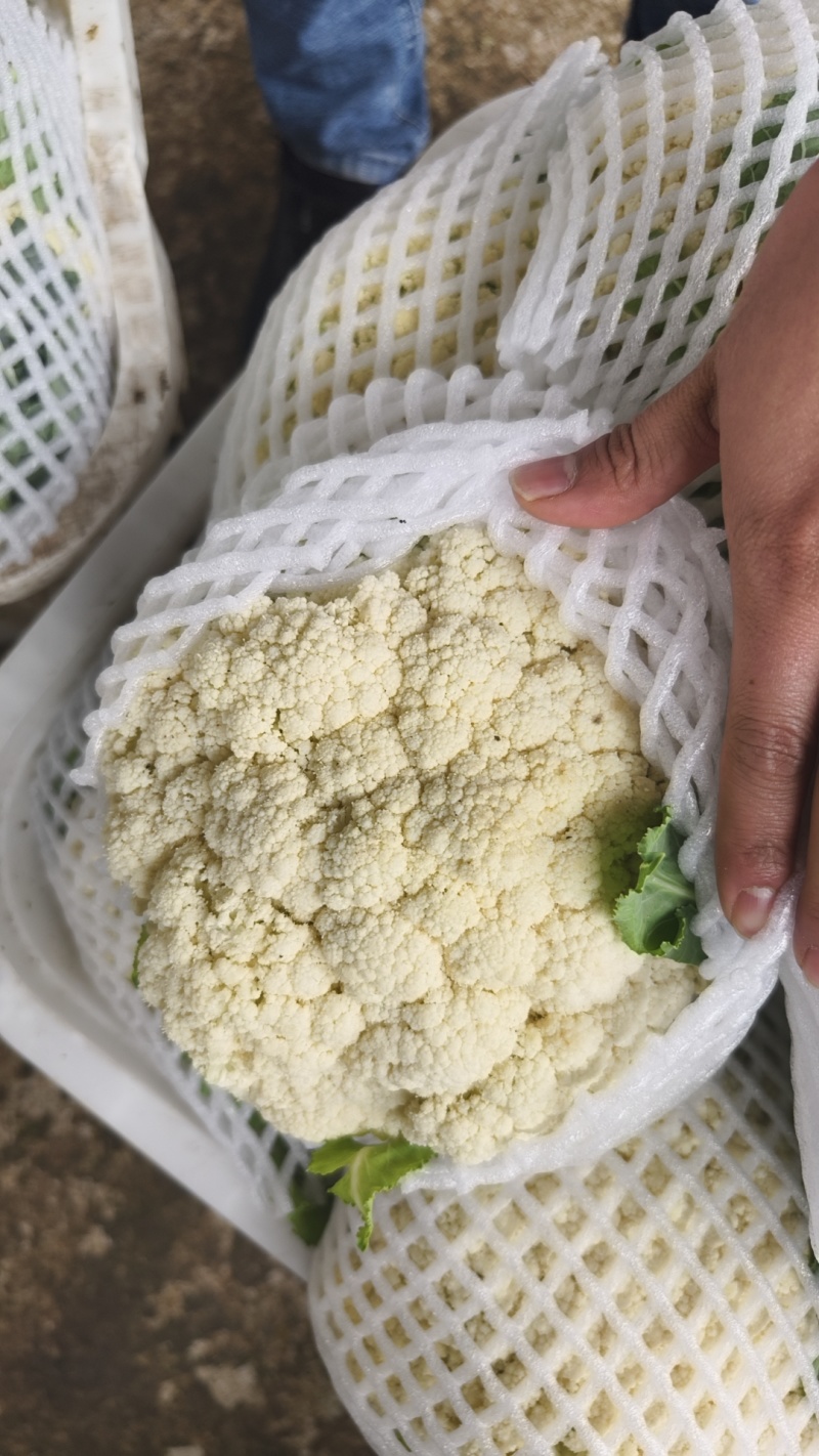 松花菜大量上市以80天到100天小米花为主。