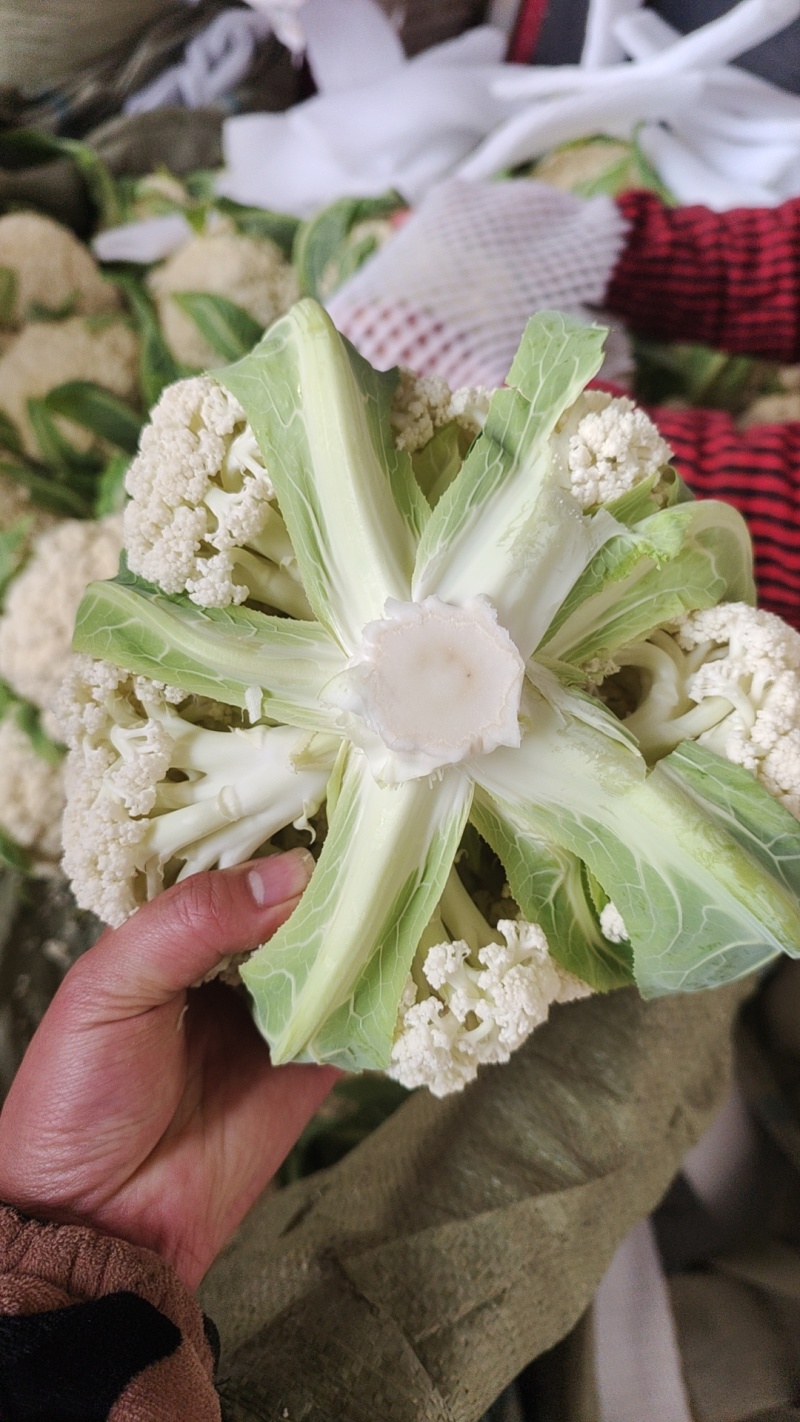 松花菜大量上市以80天到100天小米花为主。