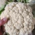 松花菜大量上市以80天到100天小米花为主。