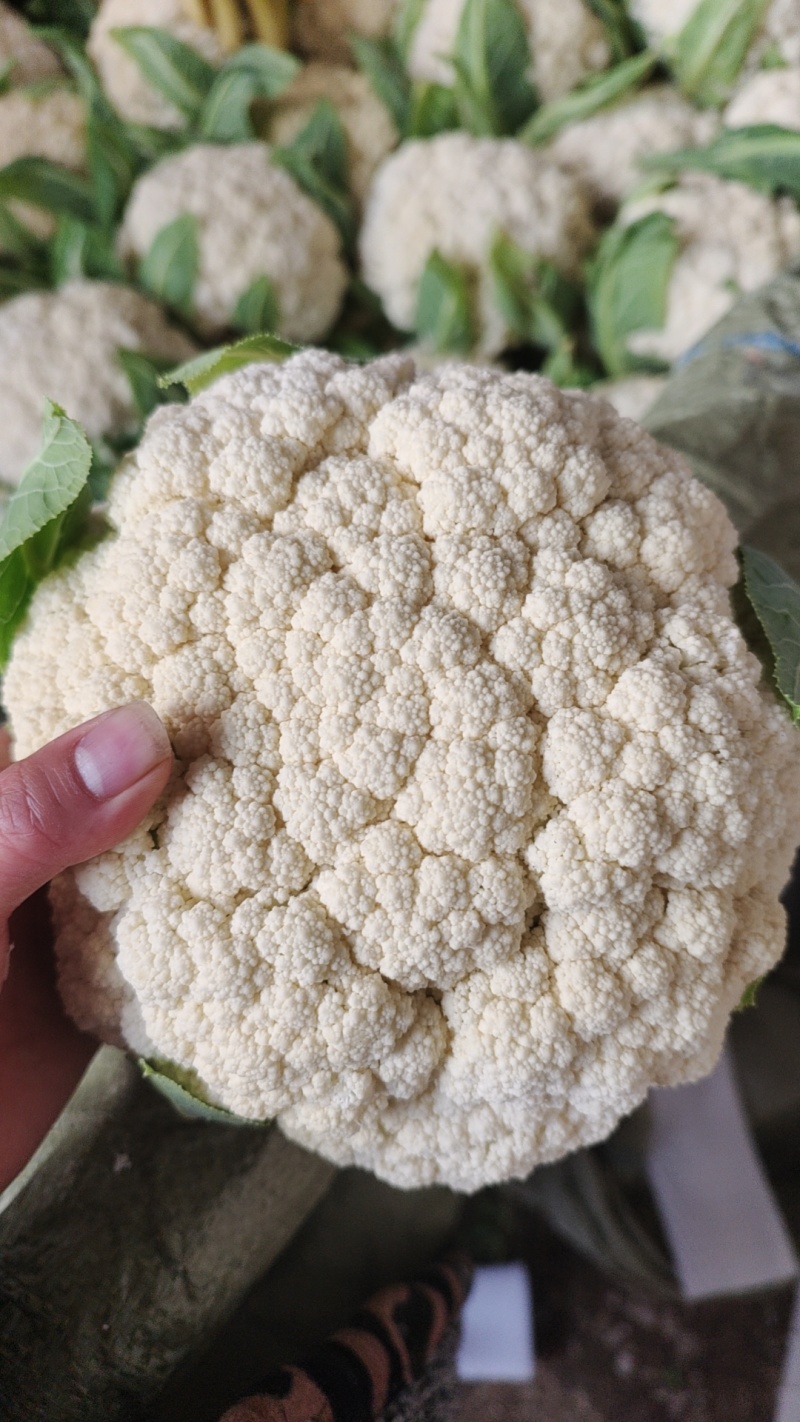 松花菜大量上市以80天到100天小米花为主。