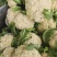 松花菜大量上市以80天到100天小米花为主。