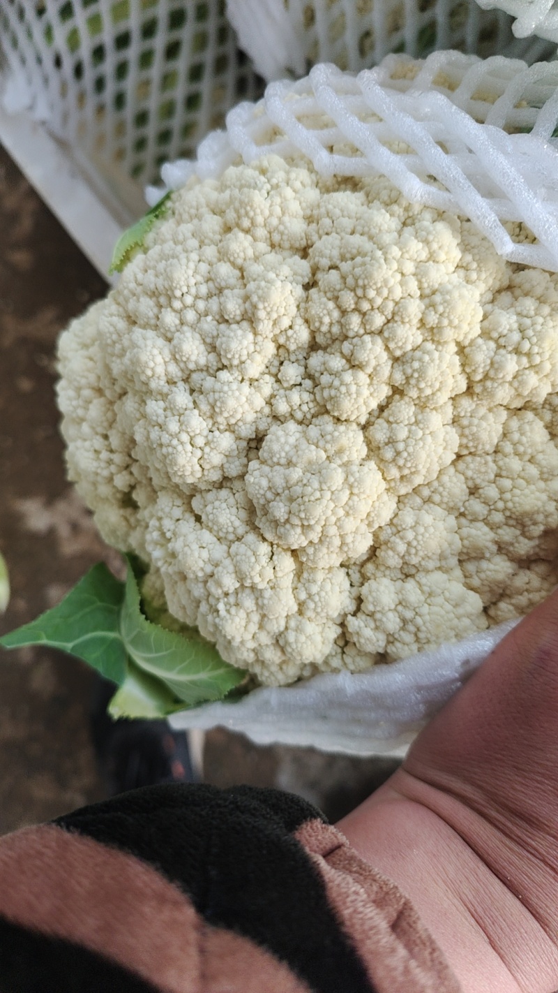 松花菜大量上市以80天到100天小米花为主。