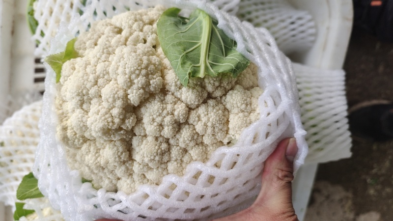 松花菜大量上市以80天到100天小米花为主。