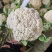 松花菜大量上市以80天到100天小米花为主。