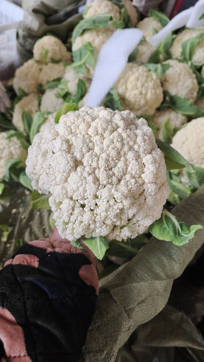松花菜大量上市以80天到100天小米花为主。