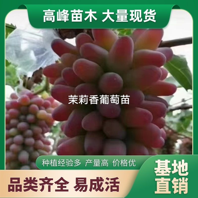茉莉香葡萄苗着色香葡萄苗