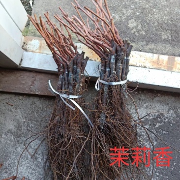 茉莉香葡萄苗着色香葡萄苗