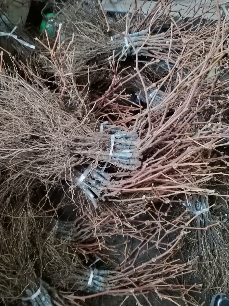 茉莉香葡萄苗着色香葡萄苗