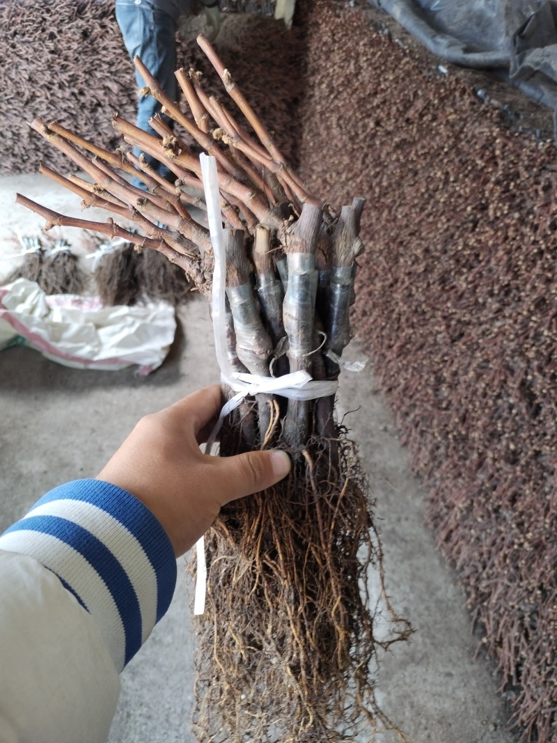 茉莉香葡萄苗着色香葡萄苗