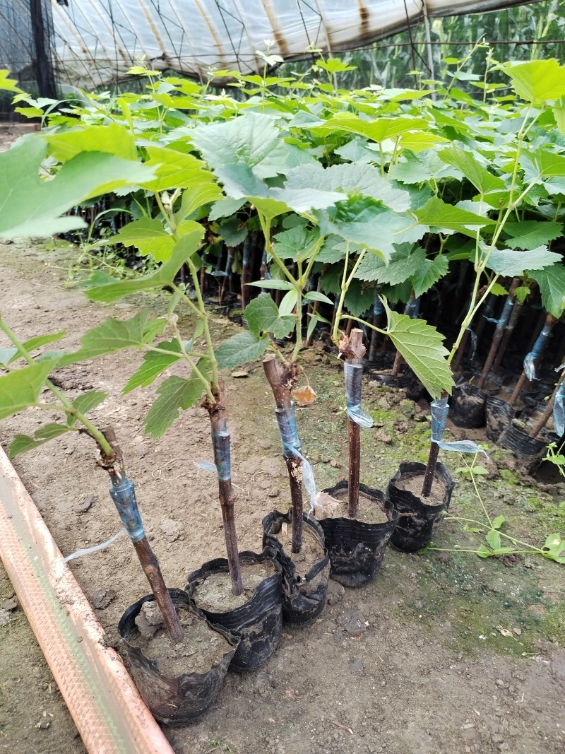 茉莉香葡萄苗着色香葡萄苗