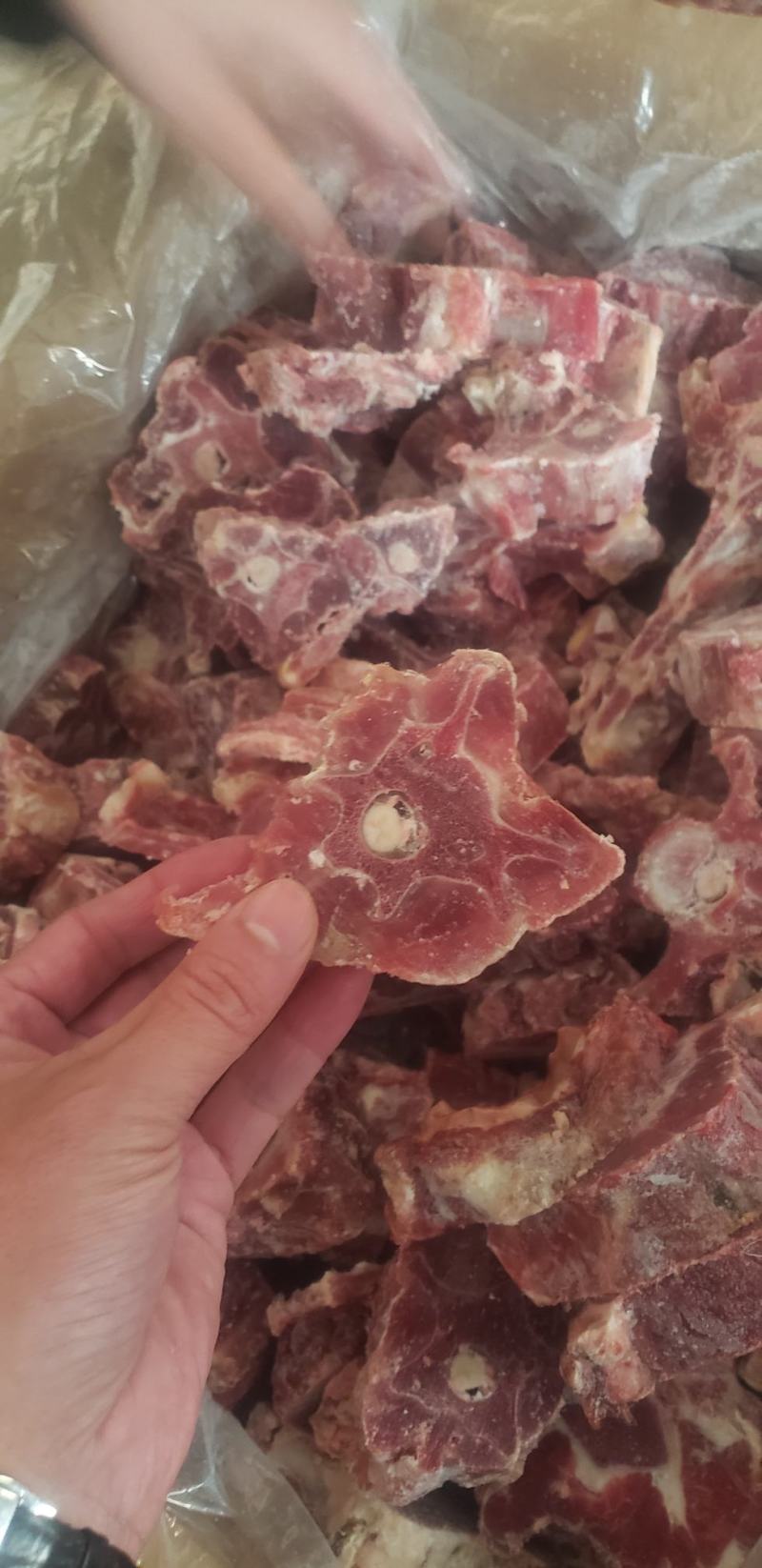 多肉羔羊羊蝎子