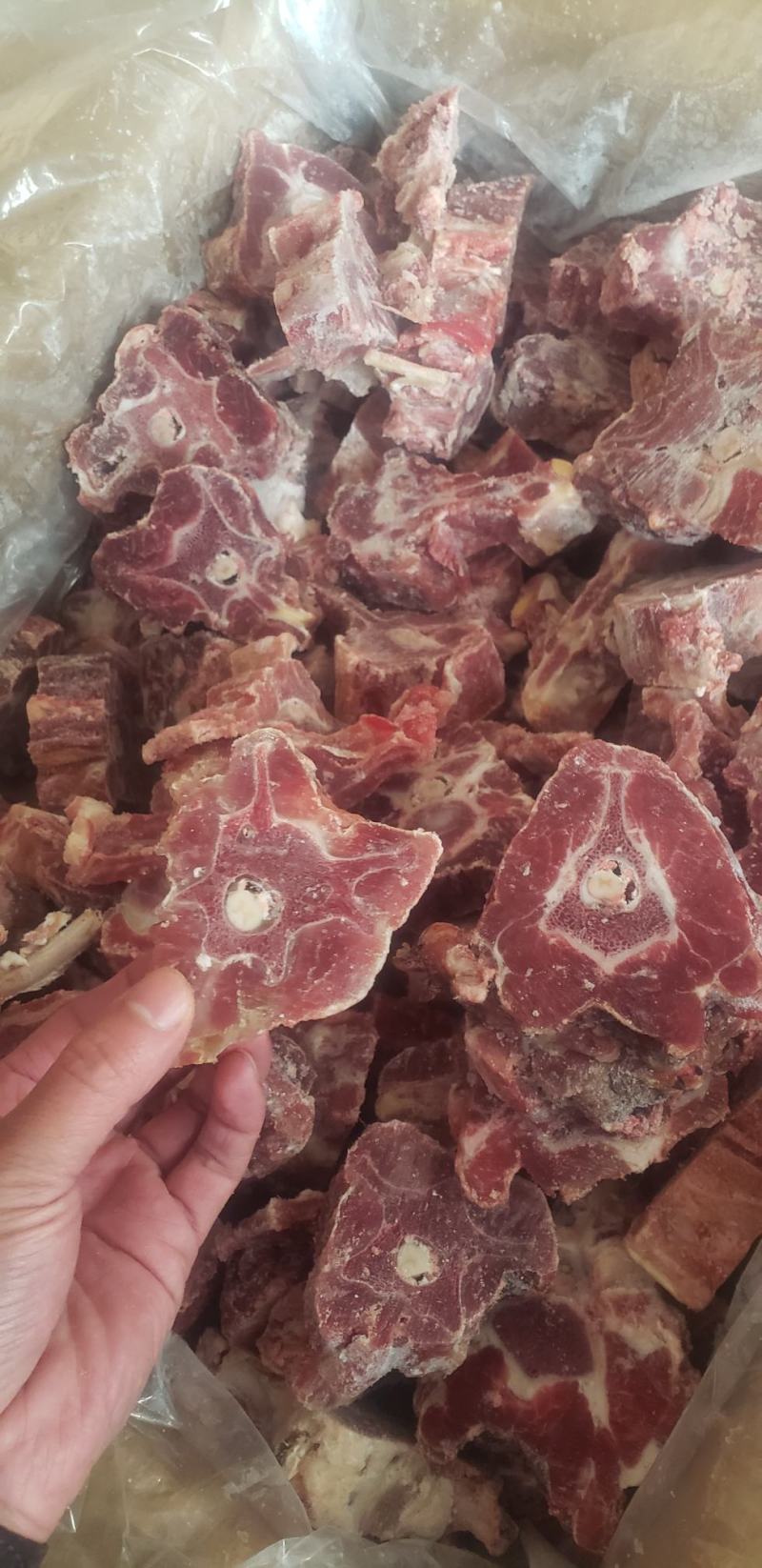 多肉羔羊羊蝎子
