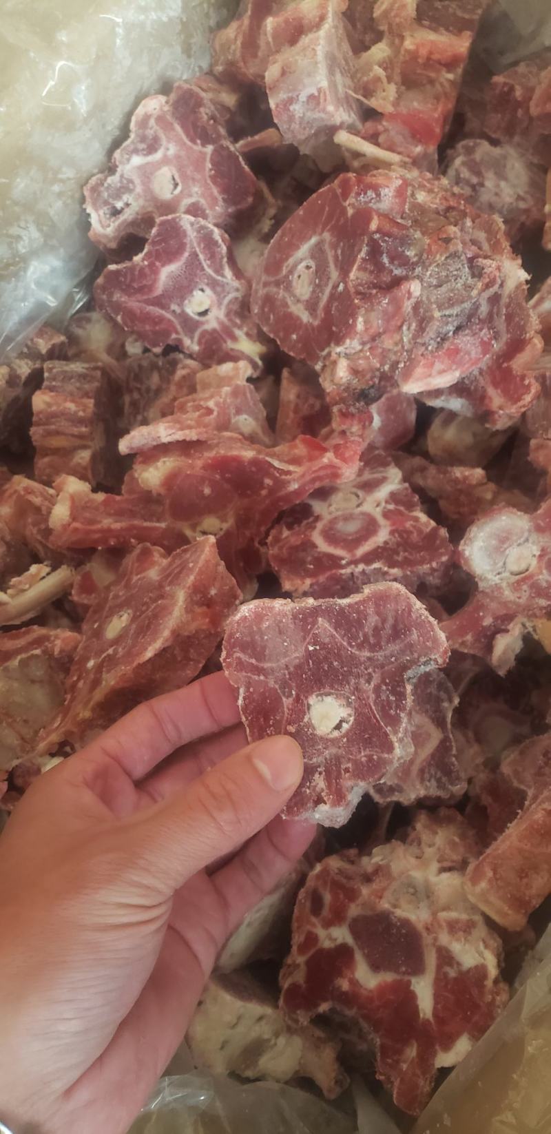 多肉羔羊羊蝎子