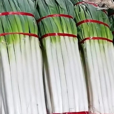 铁杆大葱新鲜上市价格美丽质量好走货快欢迎询价正在热卖