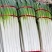 铁杆大葱新鲜上市价格美丽质量好走货快欢迎询价正在热卖