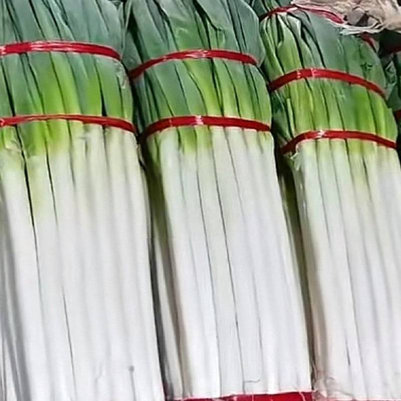 铁杆大葱新鲜上市价格美丽质量好走货快欢迎询价正在热卖