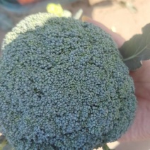 西兰花