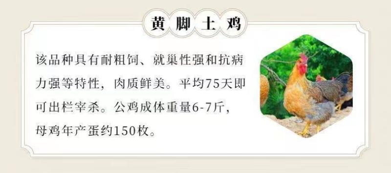 麻鸡苗买1000送200优质商家包防疫包