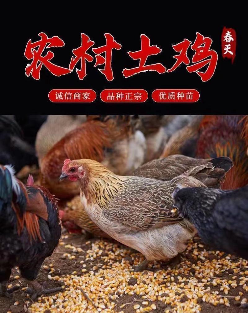 麻鸡苗买1000送200优质商家包防疫包