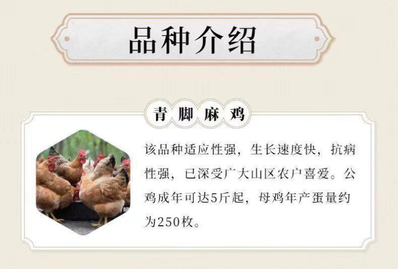 麻鸡苗买1000送200优质商家包防疫包