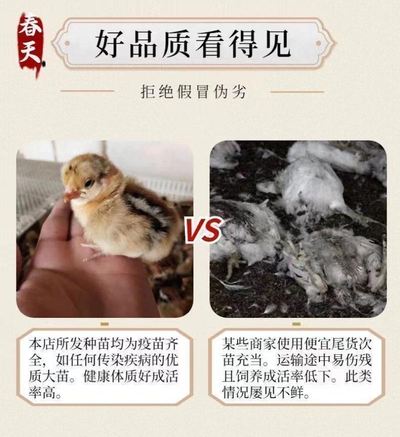 麻鸡苗买1000送200优质商家包防疫包