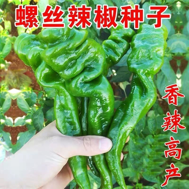 善高东方螺11号大果深螺纹辣椒种子螺丝椒杂交一代辣味浓大