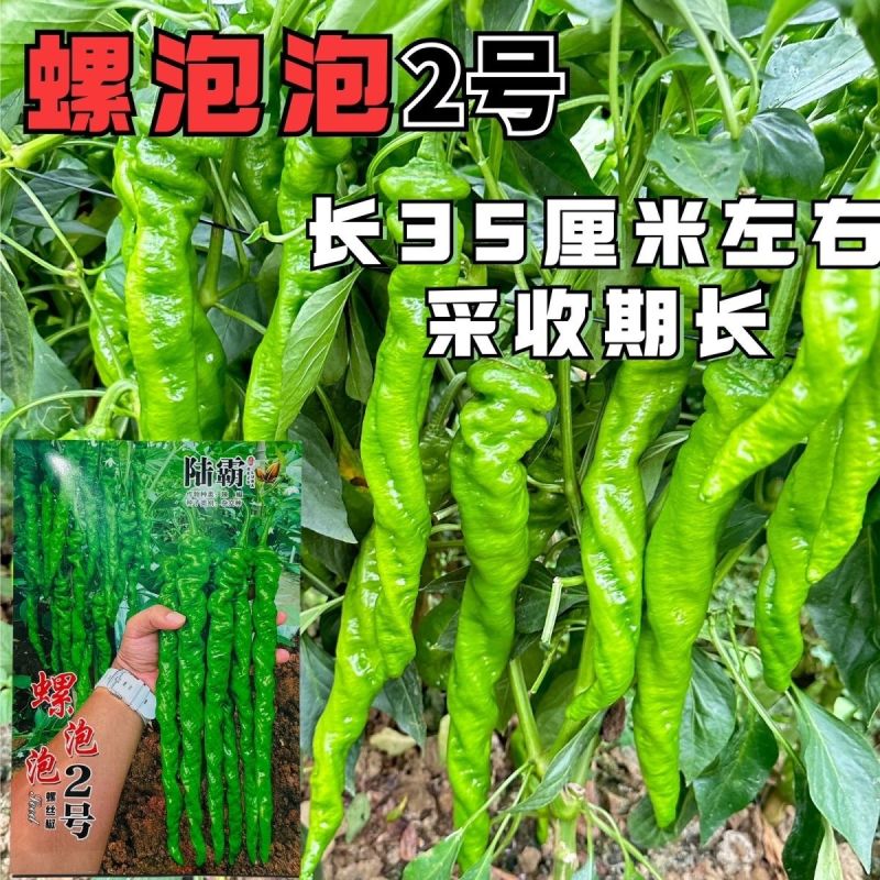 陆霸螺泡泡2号螺丝椒种子无限生长中熟全螺顺直采收期长辣椒