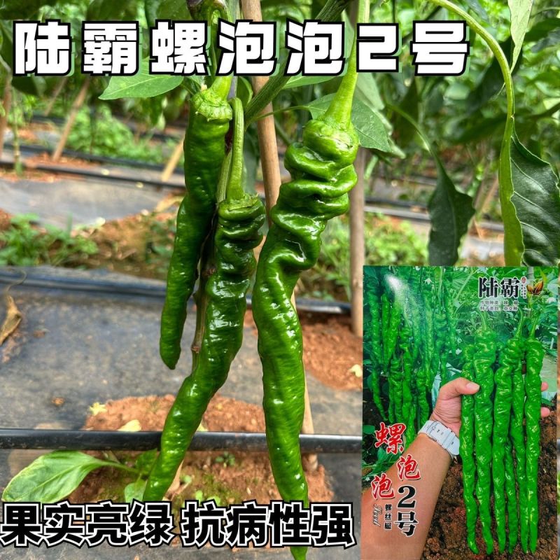 陆霸螺泡泡2号螺丝椒种子无限生长中熟全螺顺直采收期长辣椒