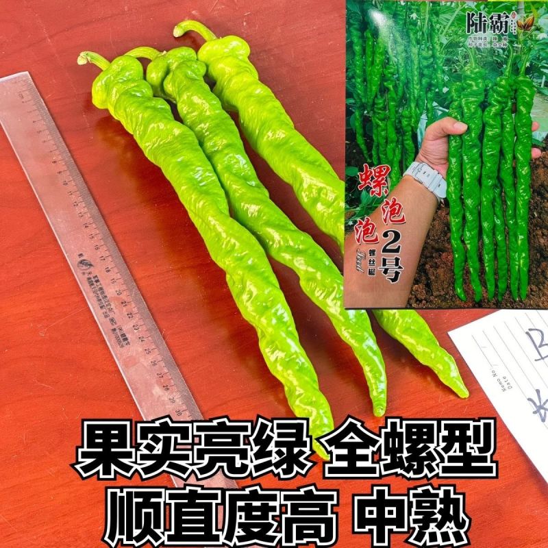 陆霸螺泡泡2号螺丝椒种子无限生长中熟全螺顺直采收期长辣椒