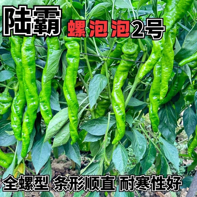 陆霸螺泡泡2号螺丝椒种子无限生长中熟全螺顺直采收期长辣椒