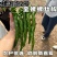 陆霸螺泡泡2号螺丝椒种子无限生长中熟全螺顺直采收期长辣椒