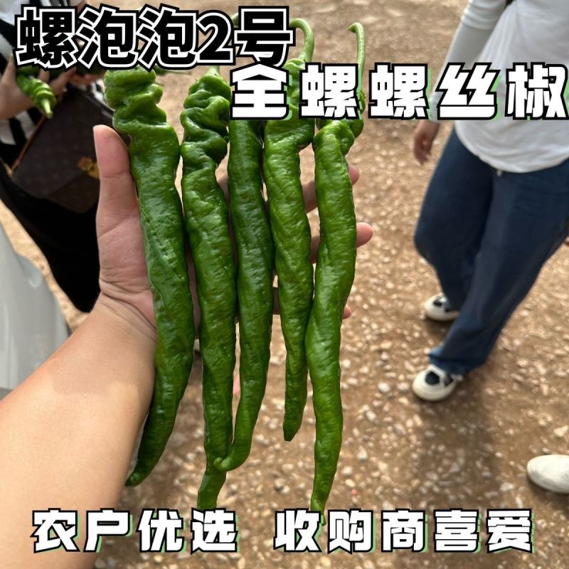 陆霸螺泡泡2号螺丝椒种子无限生长中熟全螺顺直采收期长辣椒