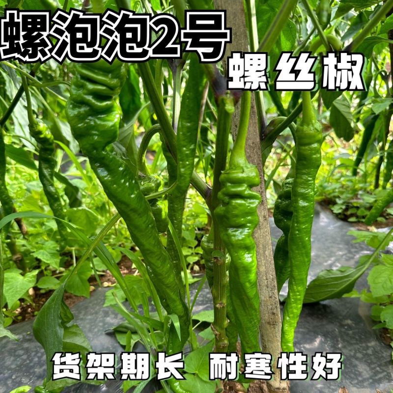 陆霸螺泡泡2号螺丝椒种子无限生长中熟全螺顺直采收期长辣椒