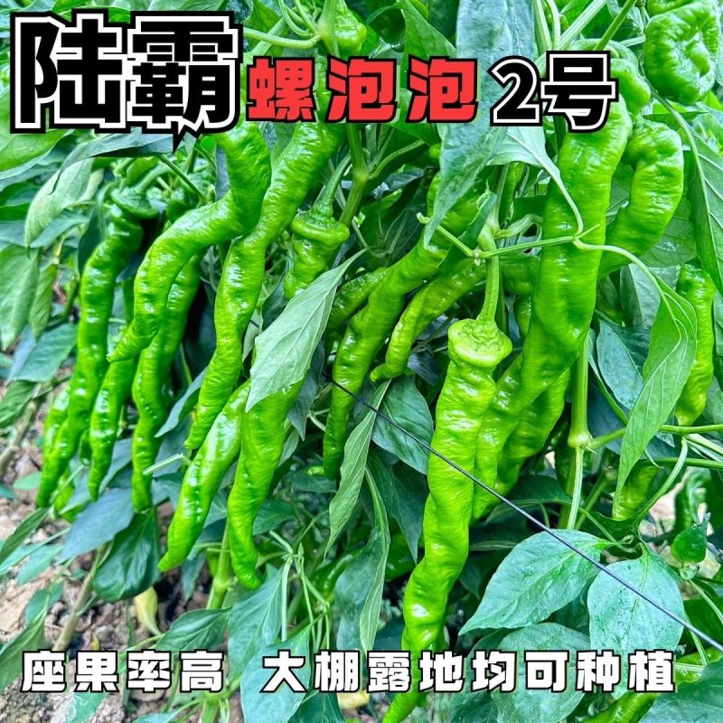 陆霸螺泡泡2号螺丝椒种子无限生长中熟全螺顺直采收期长辣椒